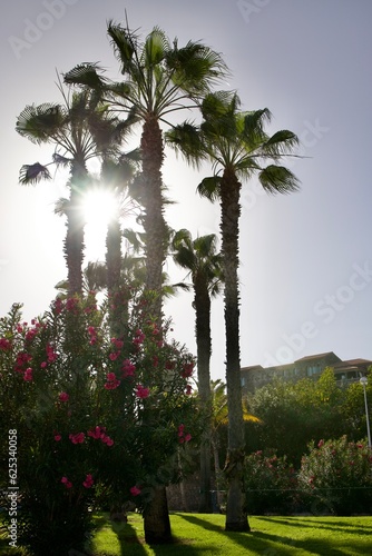 palm trees on the beach