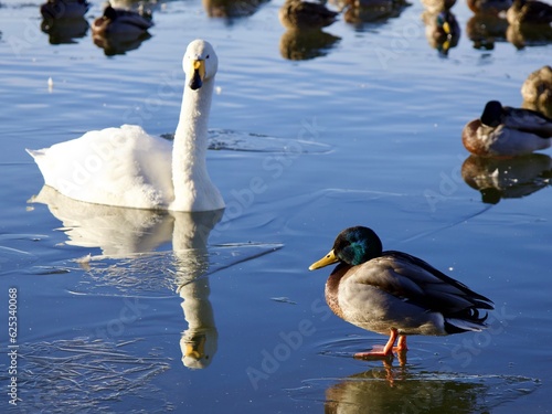 duck and swan on a pond