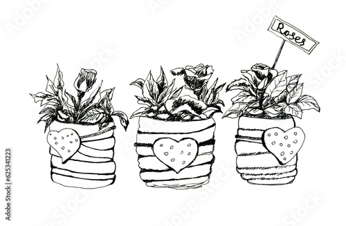 Roses in the pots with hearts ink hand drawing illustration 