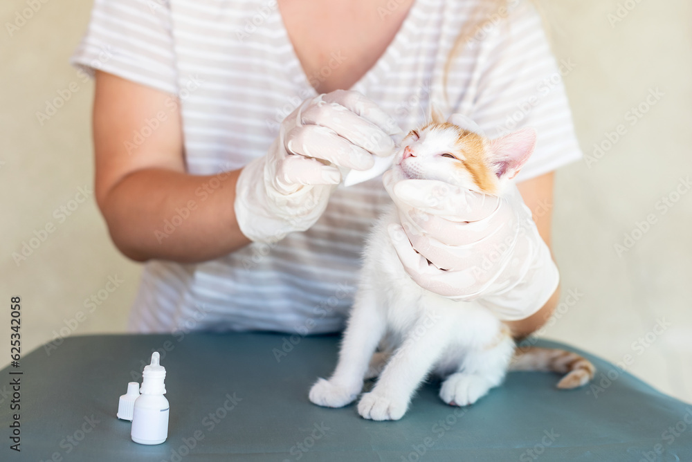 Veterinarian put drops into eyes, ears, nose of cat. Face of a cat, hands and a drop of medicine are depicted. Diseases of cats and their treatment. Owner of the cat is treating with liquid medicine Veterinarian put drops into eyes, ears, nose of cat. Face of a cat, hands and a drop of medicine are depicted. Diseases of cats and their treatment. Owner of the cat is treating with liquid medicine