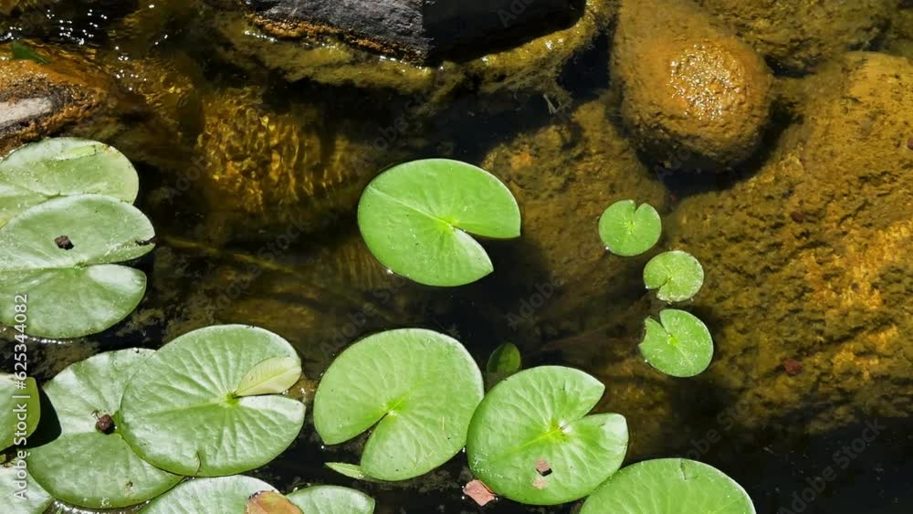 Lotus Flowers and Leaves on Lake Water Lotus Flowers and Leaves on Lake Water