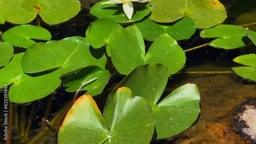 Lotus Flowers and Leaves on Lake Water Lotus Flowers and Leaves on Lake Water