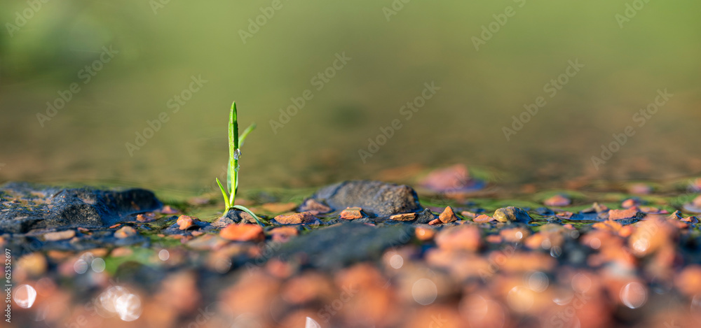Fototapeta premium sprout in puddle