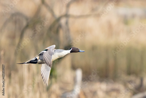 Northern Pintail Duck Takes off in Early Winter Morning Light Over Cattails