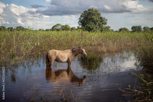 Cavalo pantaneiro no reflexo da água photo