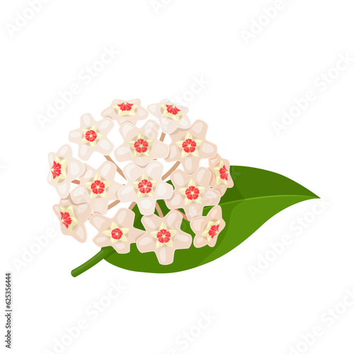 Vector illustration, Hoya carnosa, porcelain flower or wax plant, isolated on white background.