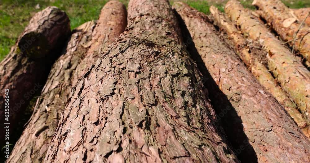 a pile of pine trunks for further processing at a sawmill, sawn pine logs lying on the forest territory a pile of pine trunks for further processing at a sawmill, sawn pine logs lying on the forest territory
