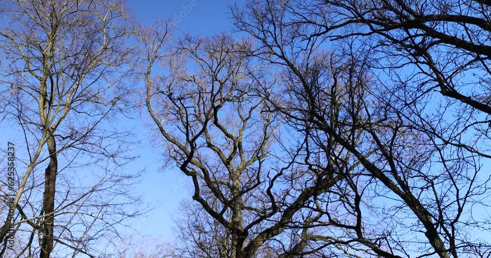 the tops of various deciduous trees in the spring season , a park with trees in early spring the tops of various deciduous trees in the spring season , a park with trees in early spring