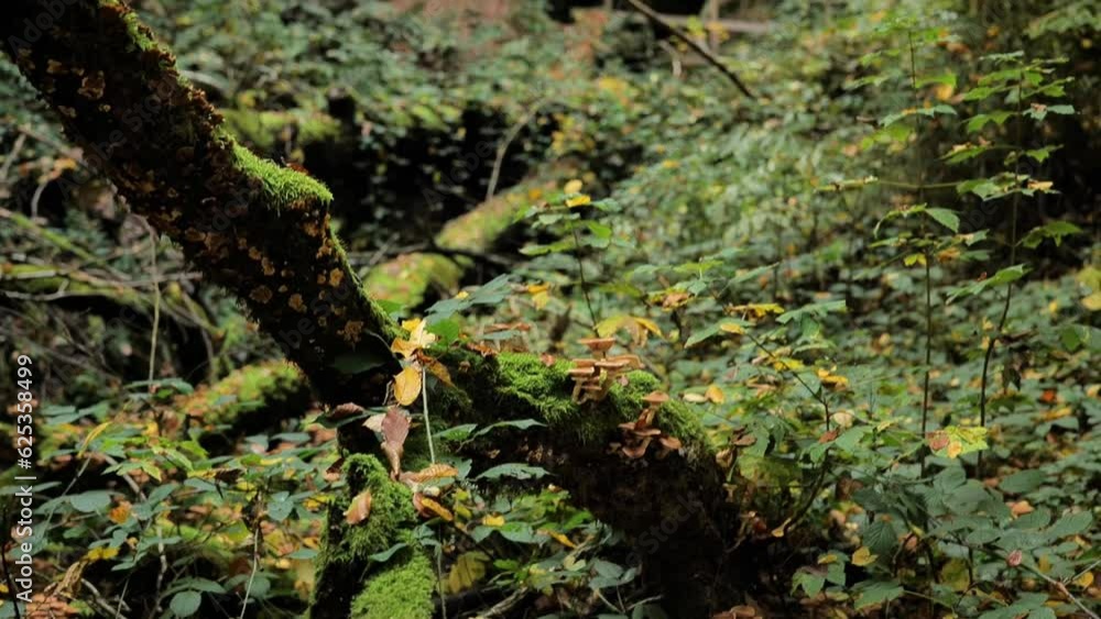 Cave in the autumn forest. Rocks and mosscovered stones in the autumn forest. 4k footage Cave in the autumn forest. Rocks and mosscovered stones in the autumn forest. 4k footage