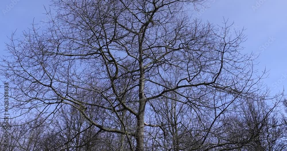 Bare trees in sunny spring weather, bare deciduous trees without foliage on a bright sunny day in spring Bare trees in sunny spring weather, bare deciduous trees without foliage on a bright sunny day in spring