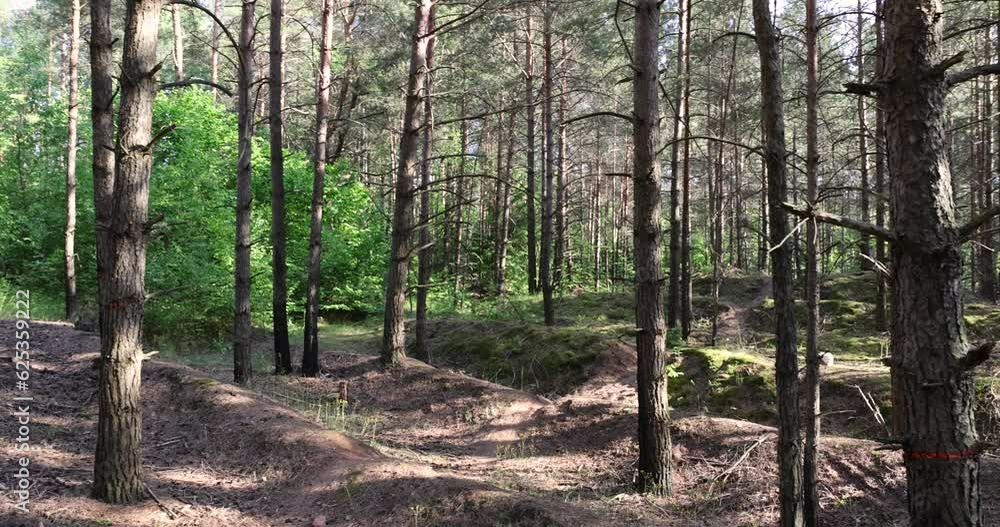 mixed forest with large and old trees before sunset, nature in the forest in the summer mixed forest with large and old trees before sunset, nature in the forest in the summer