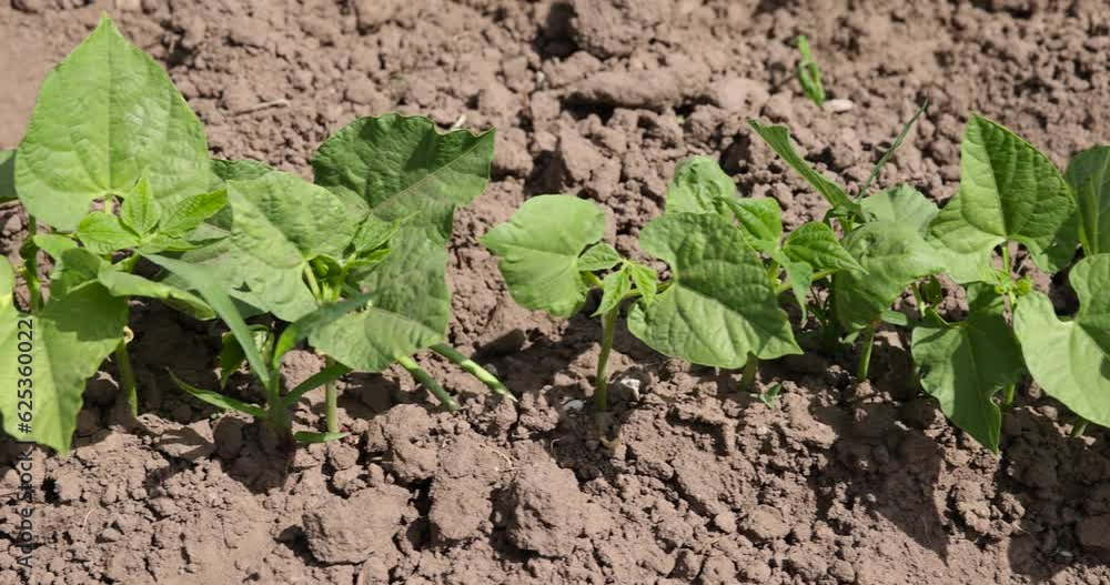 young small bean plants in the field, growing beans on a private territory young small bean plants in the field, growing beans on a private territory