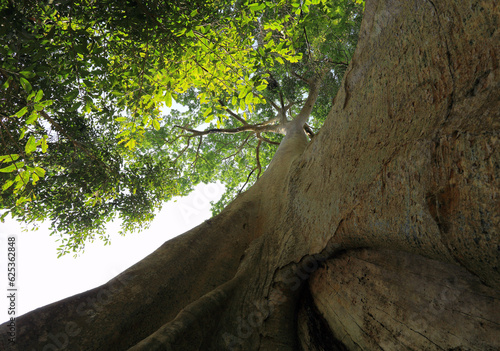 The scientific name koompassia excelsa Taub. is in the family Caesalpiniaceae.