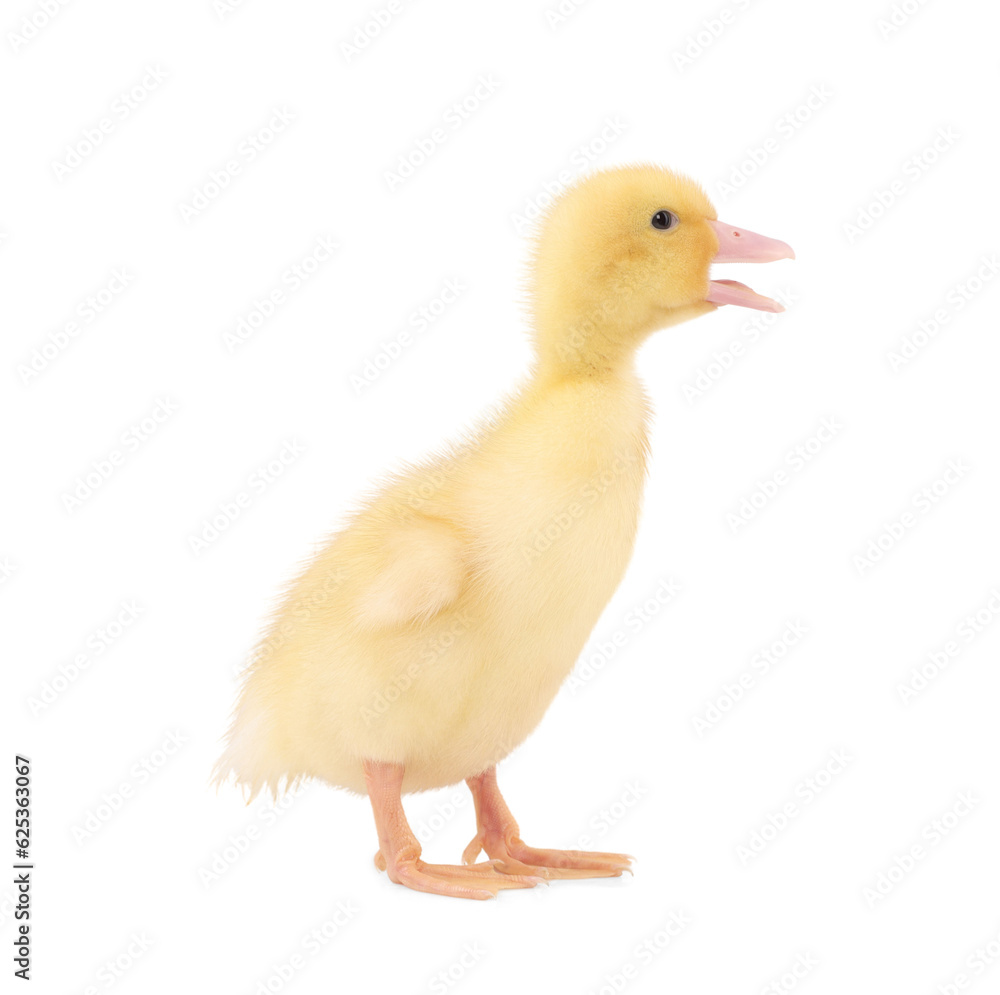 Baby animal. Cute fluffy duckling on white background Baby animal. Cute fluffy duckling on white background
