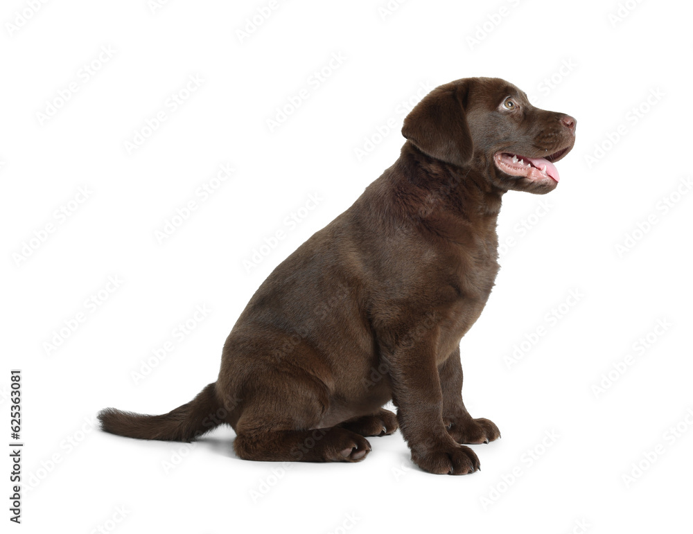 Cute chocolate Labrador Retriever puppy on white background