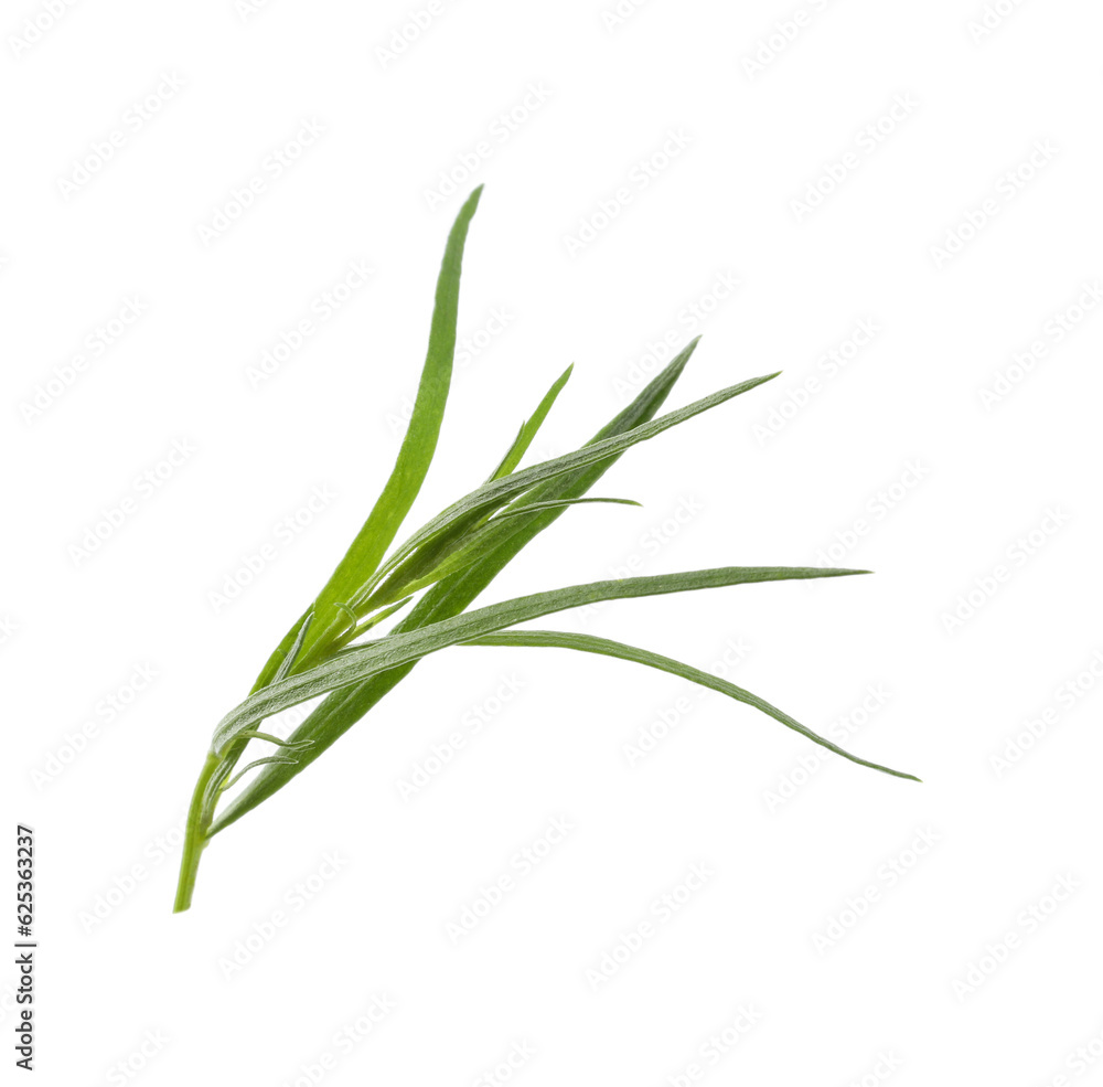 One sprig of fresh tarragon on white background One sprig of fresh tarragon on white background