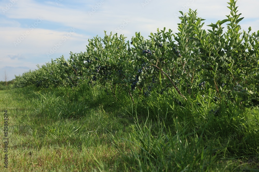Blueberry bushes growing on farm on sunny day. Seasonal berries Blueberry bushes growing on farm on sunny day. Seasonal berries