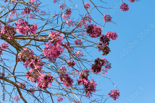 Photograph of partially dried flowers of purple ipe (Tabebuia impetiginosa) with blue sky in the background. photo