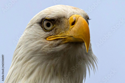 Close up of Bald Eagle