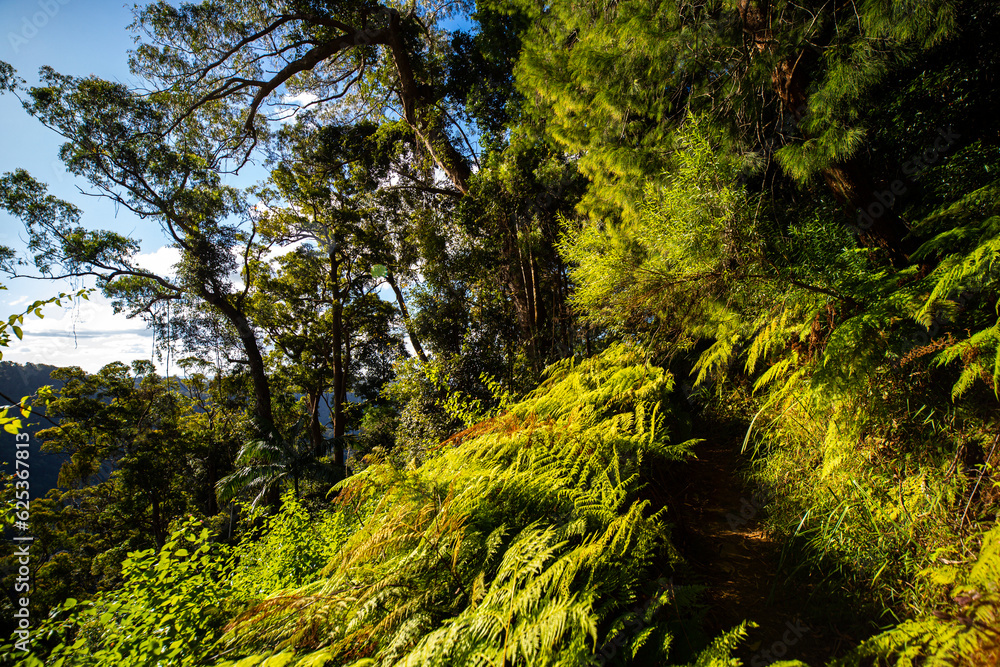 Fototapeta premium panorama of springbrook national park in warrie circuit section; beautiful lush gondwana rainforest near gold coast, south east queensland, australia