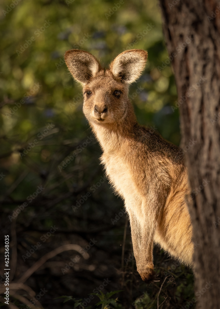 Fototapeta premium A young kangaroo peeps out from behind a tree