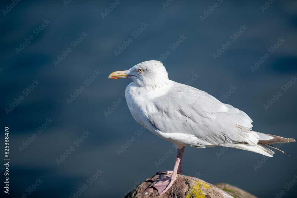 Obraz premium A large adult common European herring gull standing on a beach rock with yellow lichen. The bird has blue ocean in the background. The wild seabird has a pale grey back, yellow eyes and pinkish legs.
