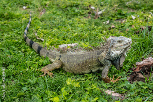 Iguana in her environmental; local Iguana in Puerto Rico