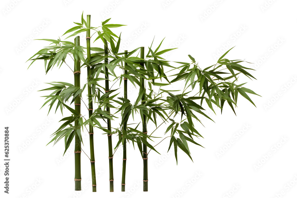 Naklejka premium Bamboo, white isolated background. professional photography PNG