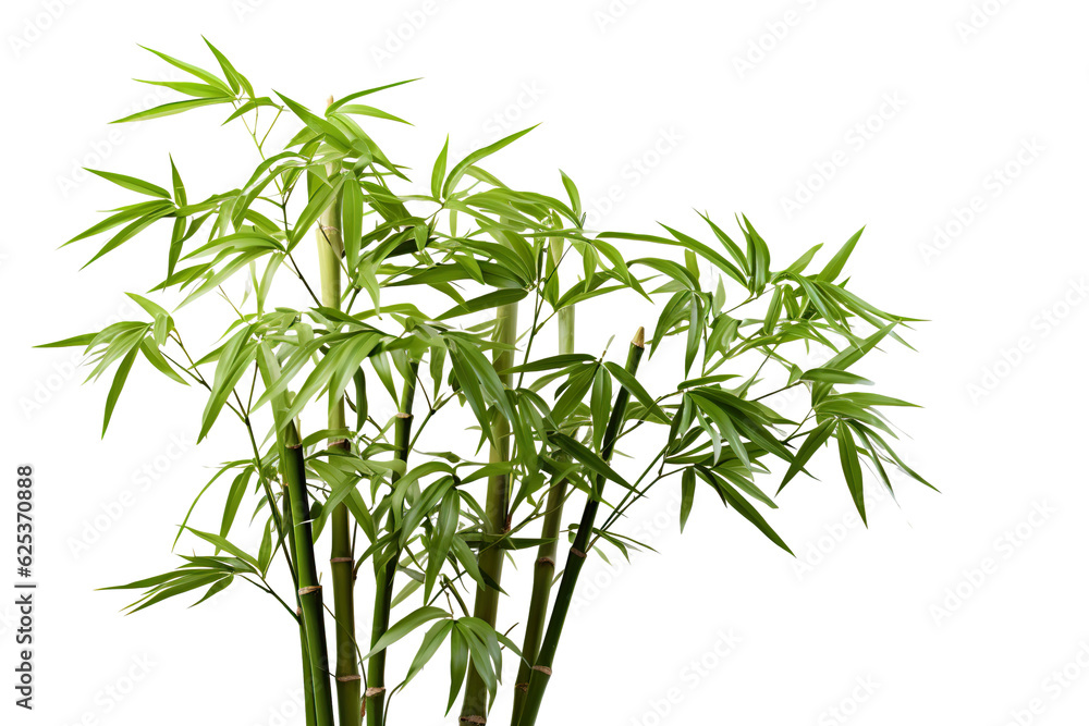 Bamboo, white isolated background. professional photography PNG Bamboo, white isolated background. professional photography PNG