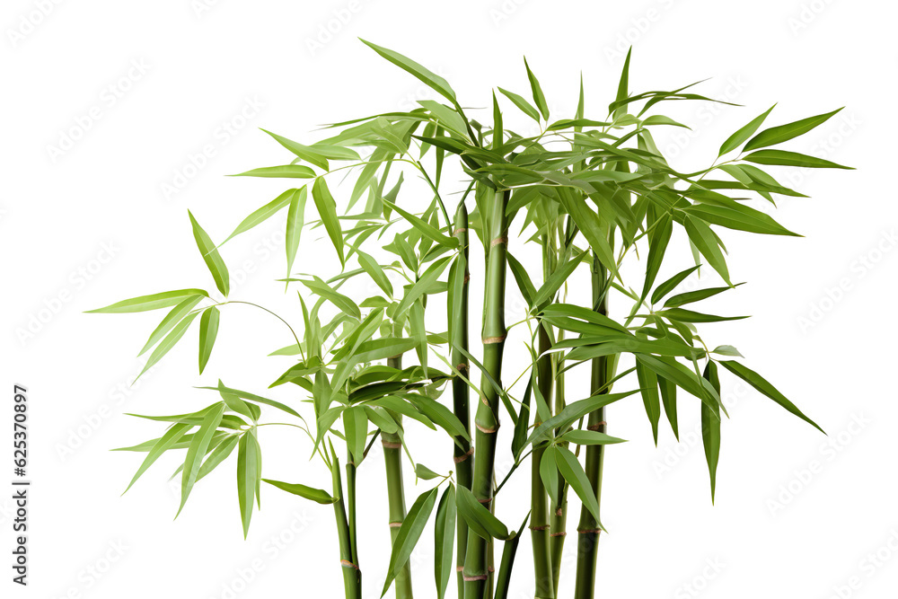 Obraz premium Bamboo, white isolated background. professional photography PNG