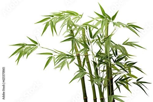 Bamboo, white isolated background. professional photography PNG © JetHuynh