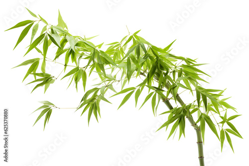 Bamboo, white isolated background. professional photography PNG © JetHuynh