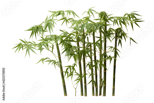 Bamboo  white isolated background. professional photography PNG