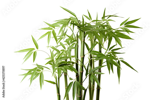 Fotografija Bamboo, white isolated background. professional photography PNG