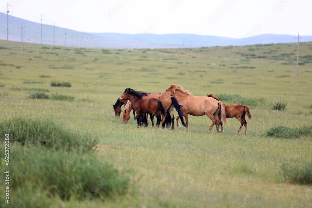 horses in the grasslands