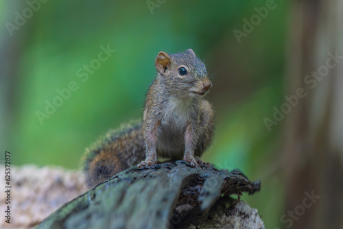 A littlr squirrel on the timber in rain forest.