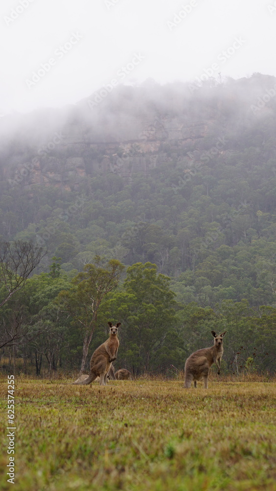 Naklejka premium Blue Mountains Australia