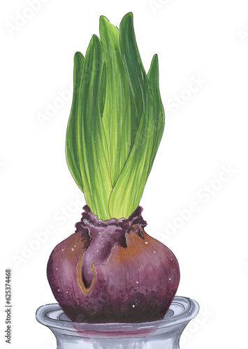 Hyacinth Bulb Flower in the pot in Color