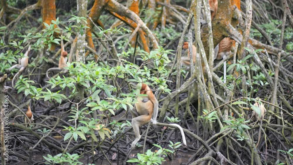 Selective focus Proboscis monkey (Nasalis larvatus) is active in the mangrove forest at Tarakan, Indonesia. Proboscis monkeys are endemic to the island of Borneo, which are scattered in mangrove Selective focus Proboscis monkey (Nasalis larvatus) is active in the mangrove forest at Tarakan, Indonesia. Proboscis monkeys are endemic to the island of Borneo, which are scattered in mangrove
