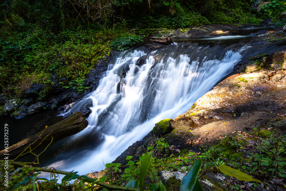 Fototapeta premium tropical waterfall surrounded by lush vegetation in springbrook national park, warrie circuit in gondwana rainforest near gold coast, queensland, australia
