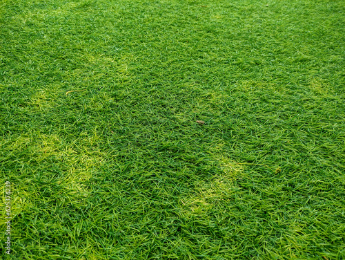 Green colorful of the lawn is a texture background