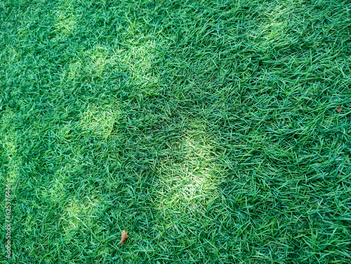 Green colorful of the lawn is a texture background