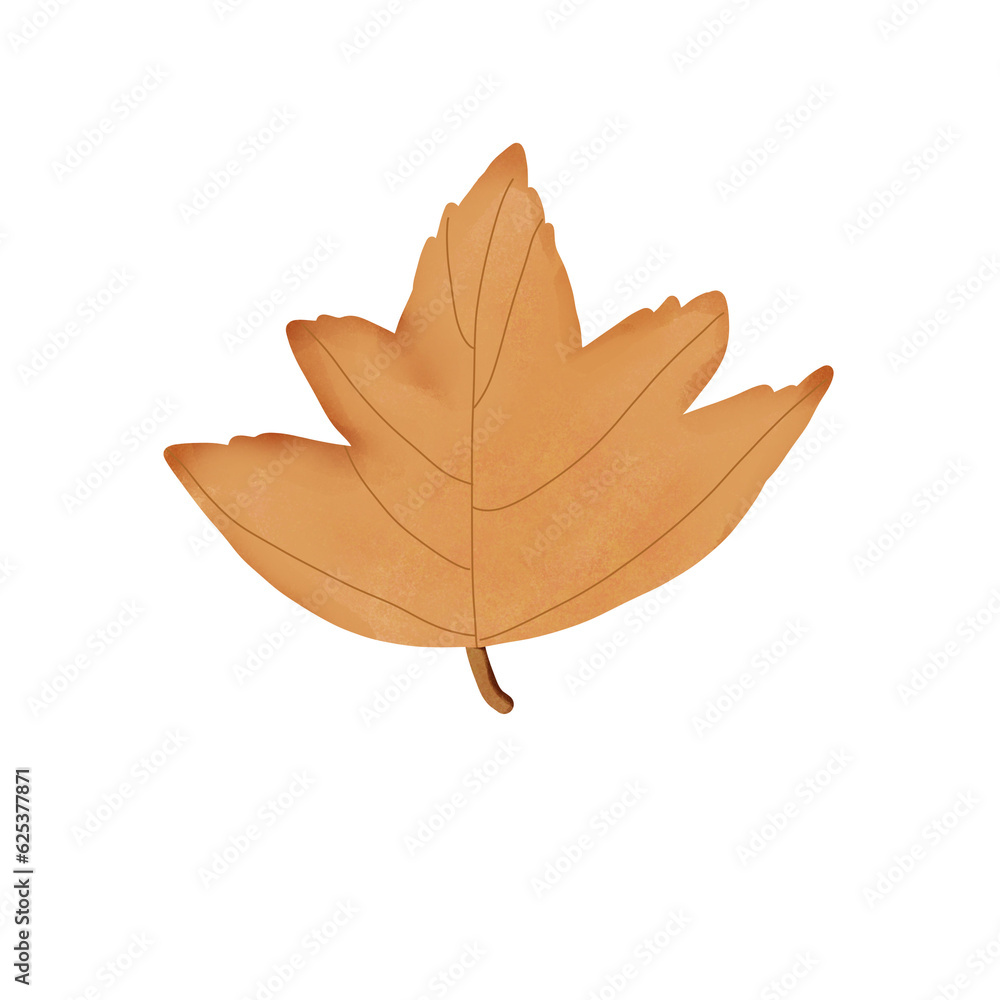 Obraz premium autumn maple leaf