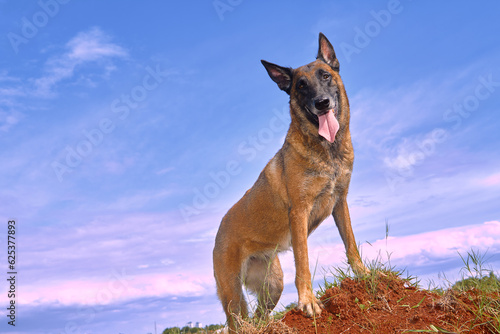 female belgian malinois shepherd standing on a soil mound on a bright sunny daylooking down at the camera with her tongue out with blue cloud sky as background photo