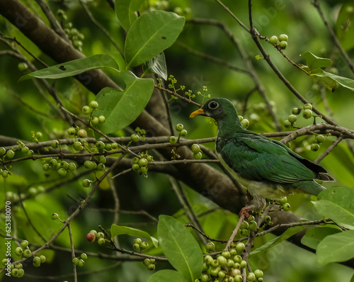 A jambu fruit-dove perching on a tree - bird of Singapore