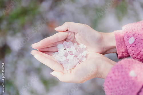 Cherry blossom flower in a girl's palm