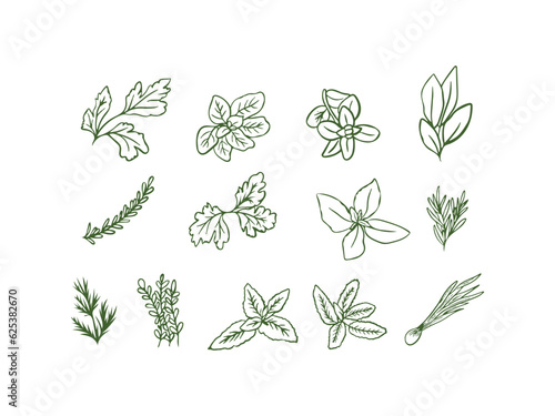 Herbs and spices. Set of hand drawn herbs. Vector illustration.