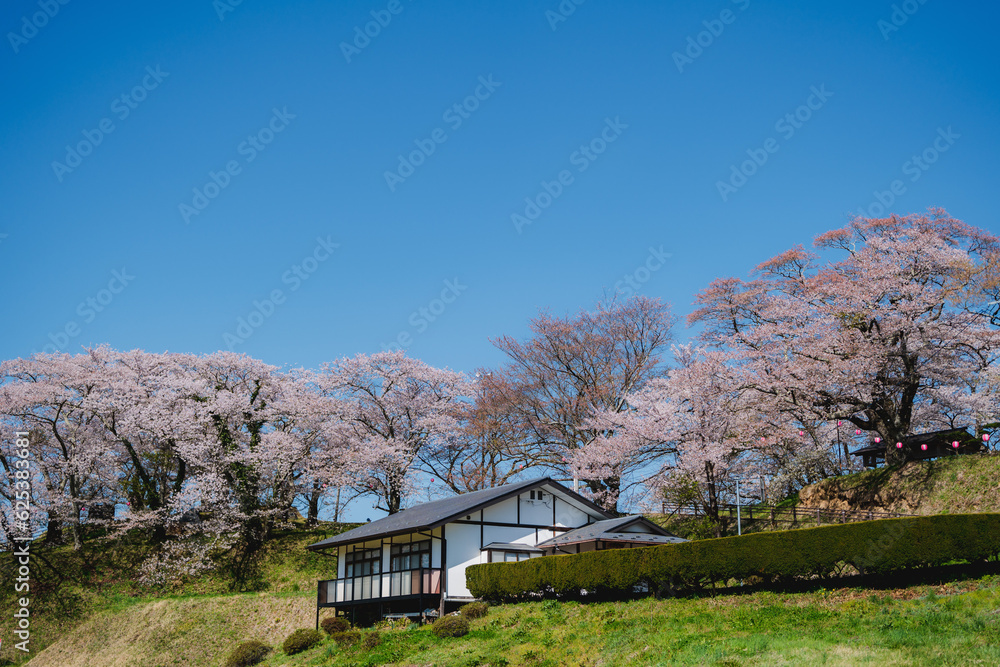 traditional japanese house with cherry blossom 