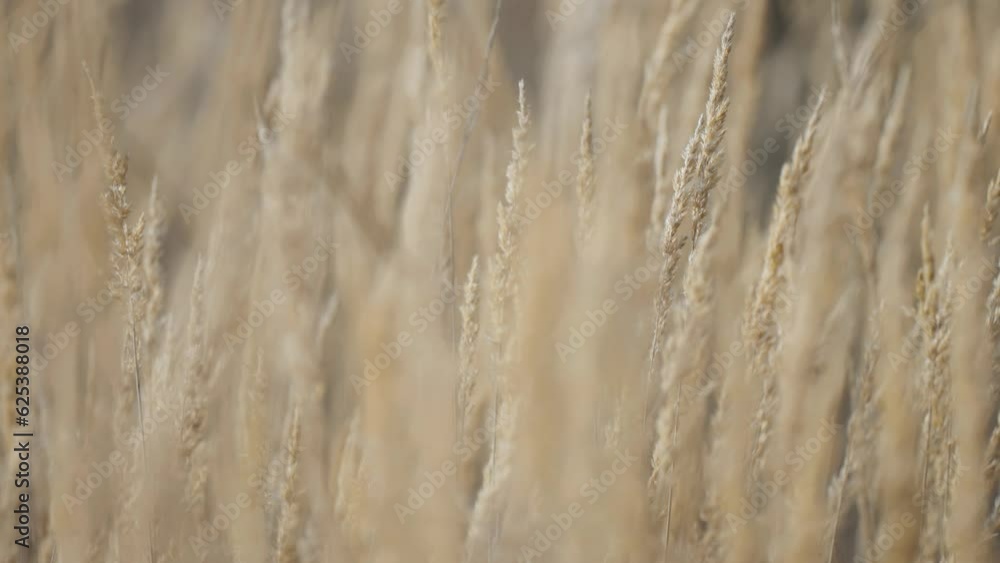 Dry grass ears with their organic forms and subtle colors contrasted against a dreamy, out-of-focus scene Dry grass ears with their organic forms and subtle colors contrasted against a dreamy, out-of-focus scene