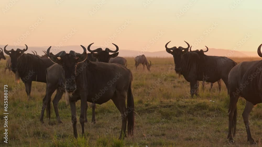 Slow Motion of Wildebeest Herd on Great Migration in Africa between Masai Mara in Kenya and Serengeti in Tanzania, African Wildlife Animals Walking in Orange Sunset Golden Hour Sunset Light Slow Motion of Wildebeest Herd on Great Migration in Africa between Masai Mara in Kenya and Serengeti in Tanzania, African Wildlife Animals Walking in Orange Sunset Golden Hour Sunset Light